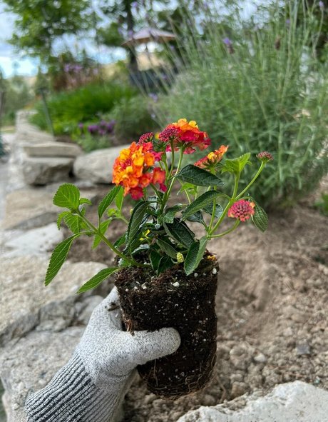 NakedBakers かわいいモデル 写真