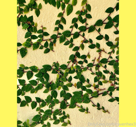 ravenhex3 美しい女優 ギャラリー