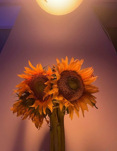 illuzia bytia free ポルノスター ヌード ギャラリー