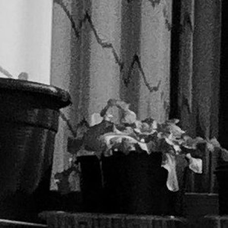 orchardgirlnz 高品質スター 写真