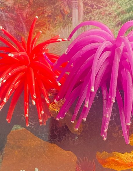 battybitxxfree ポルノスター 写真