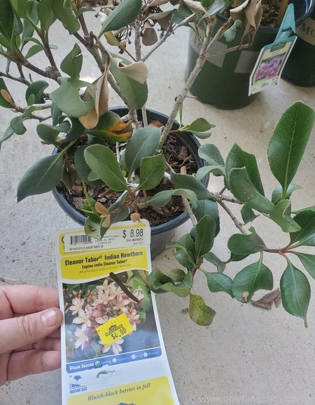 心理学者オンリーファンズ 無料セクシー 画像