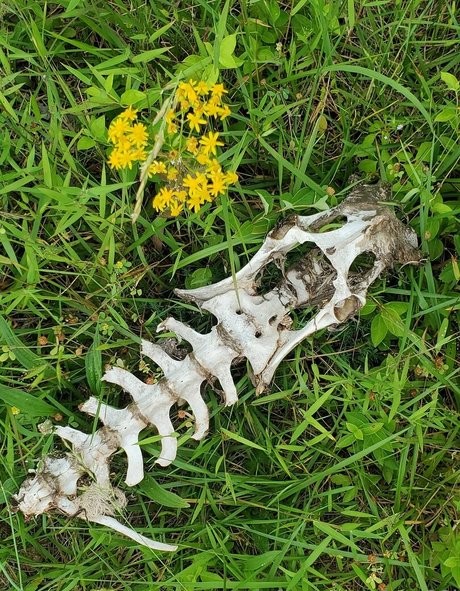 ボディビルダーヌードオンリーファンズ HD 写真