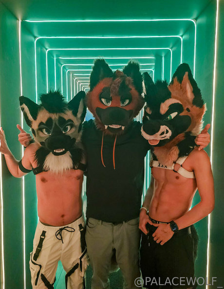 palacewolf HDモデル 写真