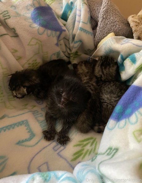 mollymaeve ポルノスター ホット 画像