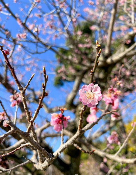 freefrost ポルノスター 写真