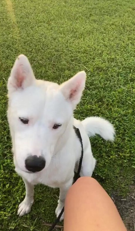 Lily Kawaii 独占モデル 写真