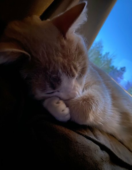 Aelarose ポルノスター 画像