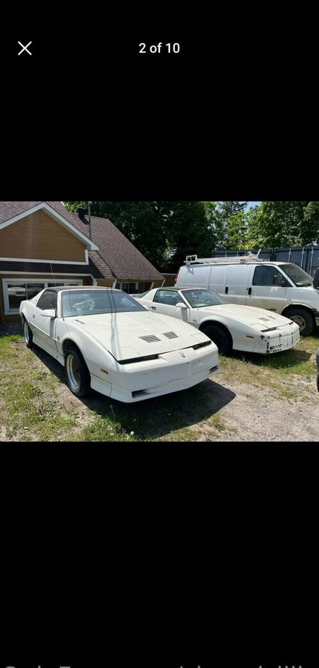 Shygal lilly 裸のポルノスター 写真