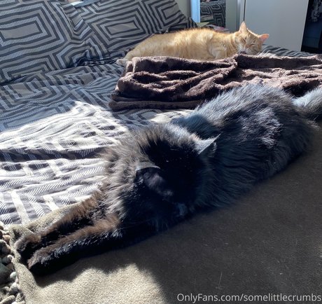 somelittlecrumbs ポルノスター xxx アーカイブ