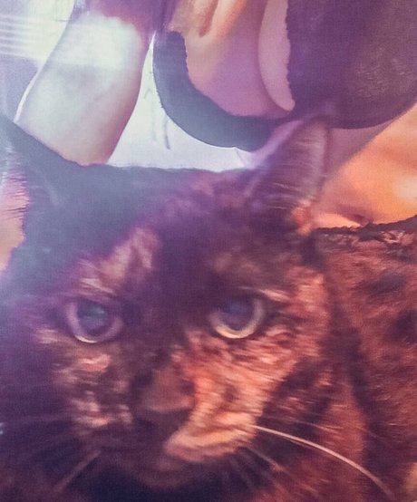 TeRefur 美しいスター 画像