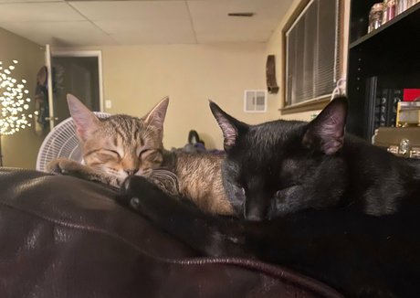 nikkiinatural 無料のスター アーカイブ