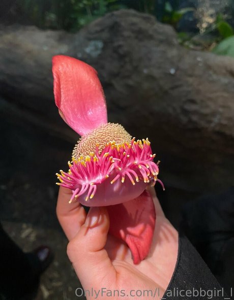 l alicebbgirl l ホットなポルノスター 写真