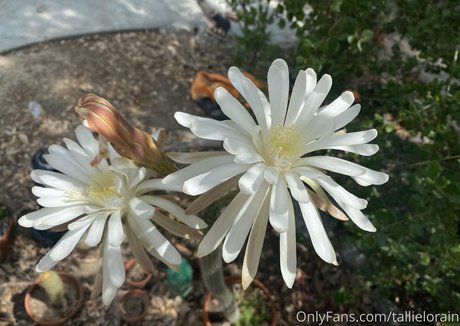 お尻を広げるオンリーファンズ 素敵 画像