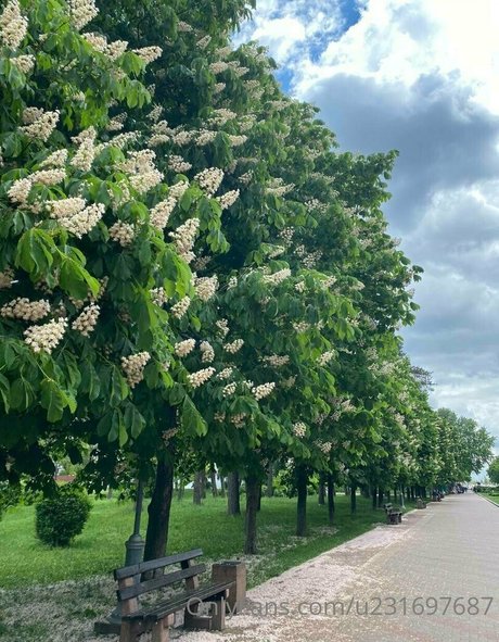 michel mii 独占女優 画像