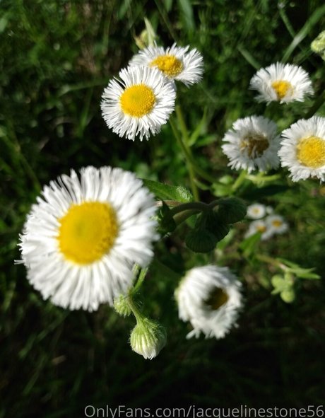 jacquelinestone56 完璧なモデル 画像