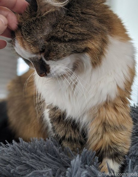 snoot 美しいスター 写真