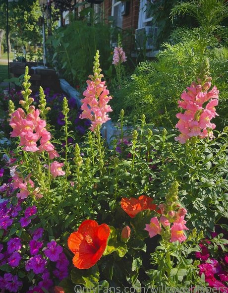 willowwhispers 裸の女優 写真