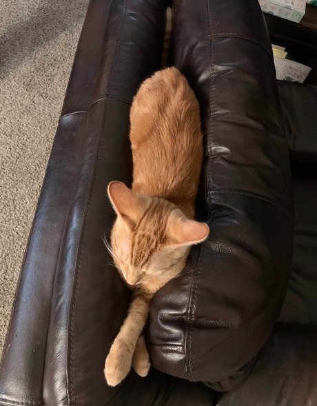 切断者オンリーファンズ 無料 写真