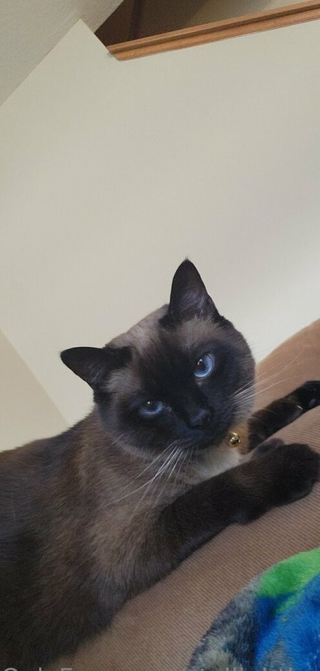 stellightbaby 高品質女優 写真