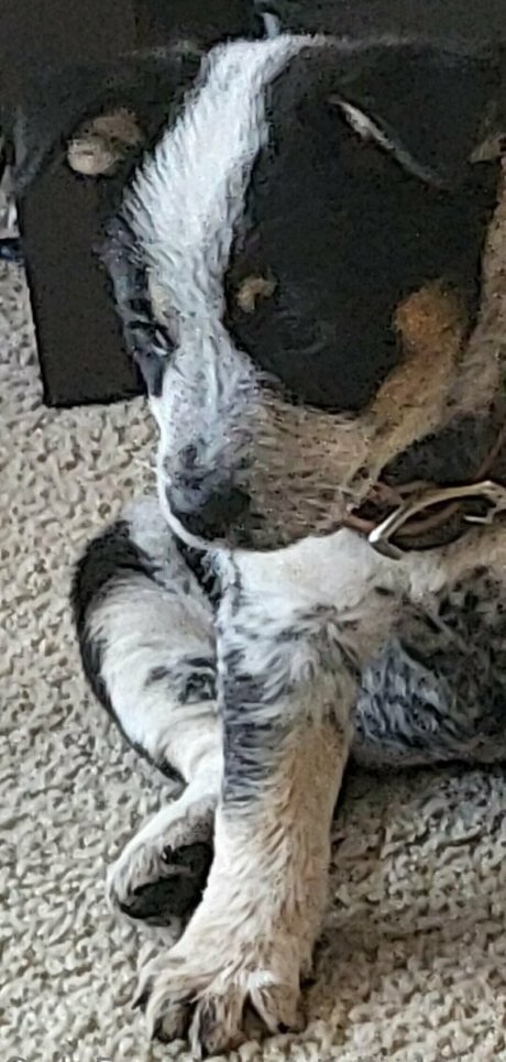 stellightbaby ポルノスター ベスト 写真