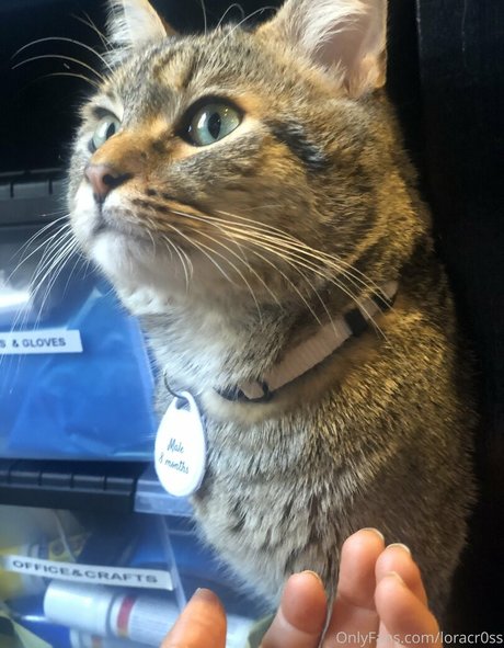 キムチオンリーファン 無料ポルノ 写真