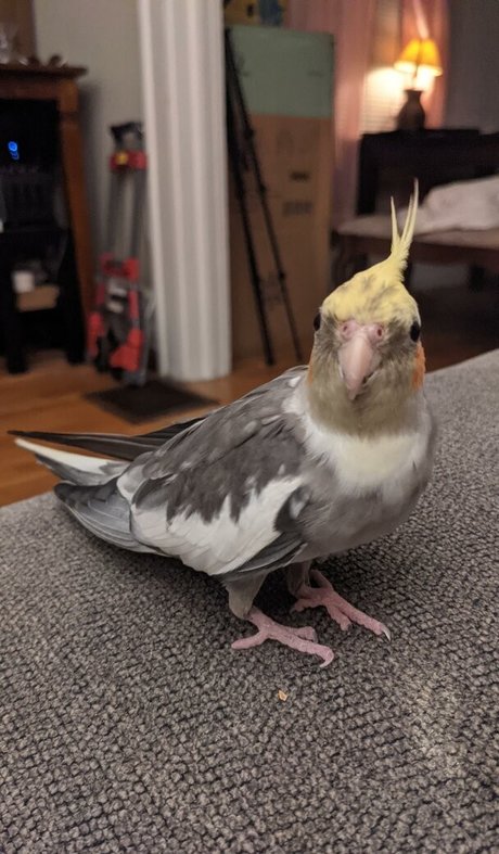 Natalie Minx ポルノ女優 写真