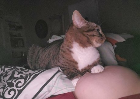 harlowbbw HDスター 写真