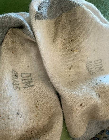 dirtysockscousins 美しいスター 画像