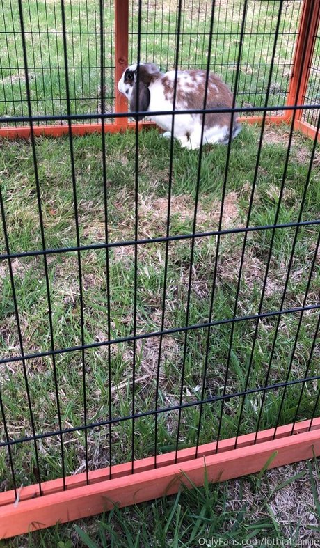 ゴストランスオンリーファンズ ホット 写真