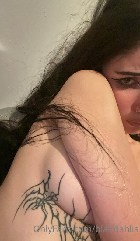 Blairdahlia トップスター 画像