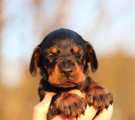 kristenhughey 完璧なスター 画像